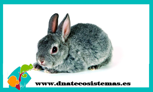 conejo-rex-gris-perlado--chip-tienda-conejo-online-accesorios-juguetes-comida-golosinas-conejos