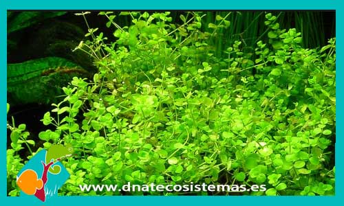 micranthemum-umbrosum-plantas-para-acuarios-de-agua-dulce
