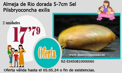 Almeja de Rio dorada 5-7cm Sel.
