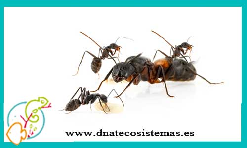 oferta-hormigas-camponotus-cruentatus-reina-tienda-de-invertebrados-online-venta-de-hormigas-por-internet-tiendamascotasonline-venta-reptiles-online-barato-economico