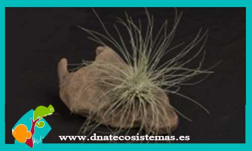 tillandsia-fuchsii-f-gracilis-diametro-5cm-altura-8cm-tienda-online-de-productos-para-terrarios