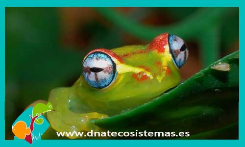 rana-arboricola-verde-de-ojos-azules-boophis-viridis-tienda-online-anfibios-