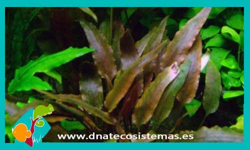 cryptocoryne-walkeri-plantas-para-acuarios-de-agua-dulce