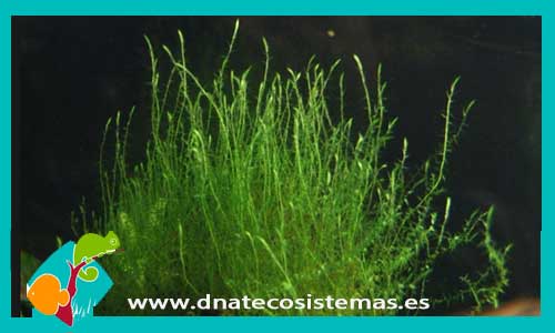 musgo-stringy-tarrina-100ml-leptodictyum-riparium-plantas-para-acuarios-de-agua-dulce