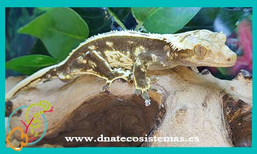 oferta-venta-gecko-nueva-caledonia-arlequin-rhacodactylus-ciliatus-harlequin-venta-tienda-de-reptiles-online