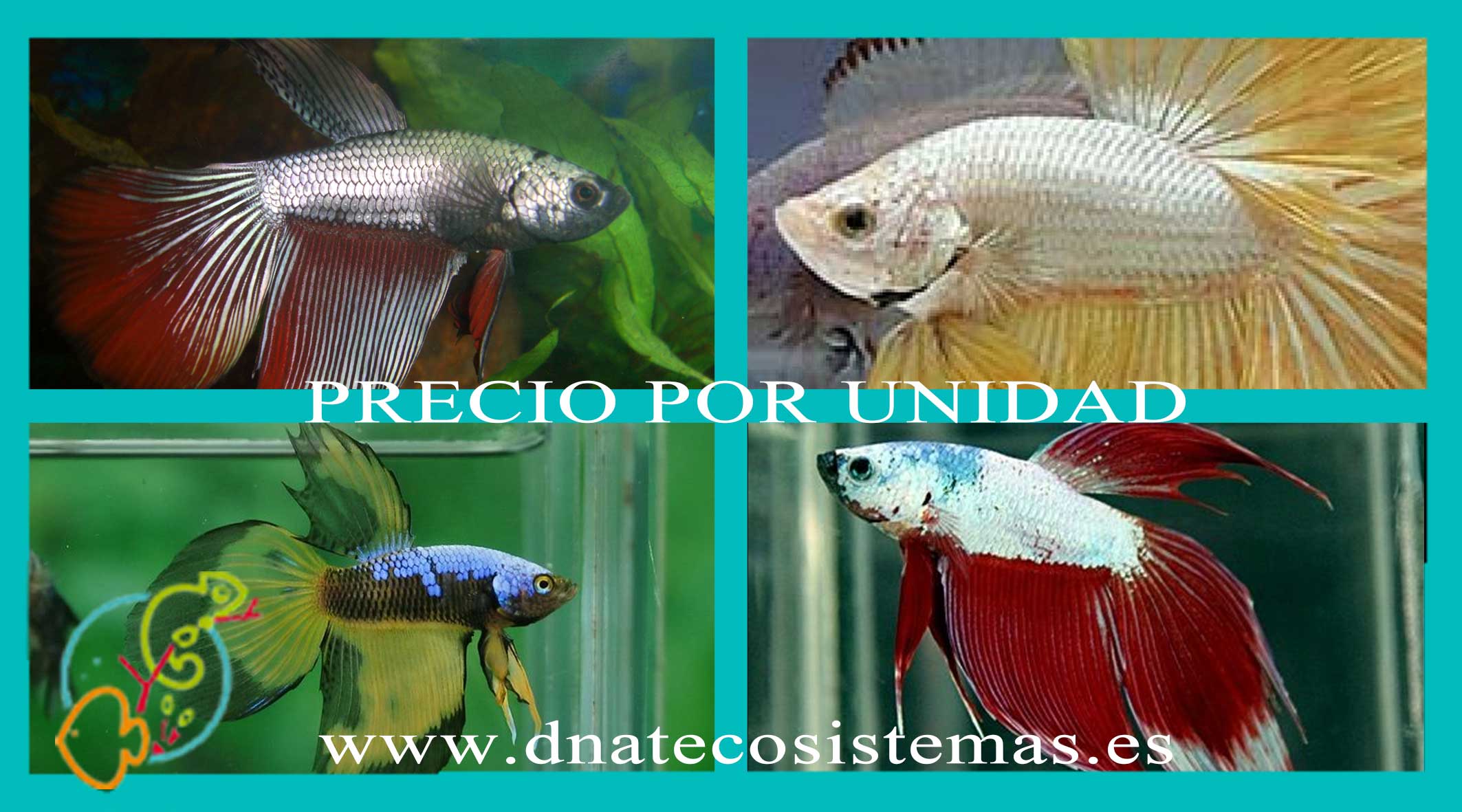 oferta-betta-macho-splendens-surtido-5-6cm-dragon-venta-peces-online-espana-oferta