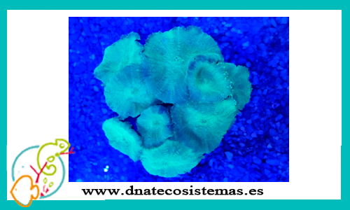 discosoma-sp-verde-azul-color-m-tienda-de-peces-online-acuario-alimento-vivo-skimmer-filtro-