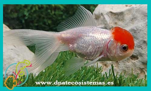 oferta-boina-roja-4.2-cm-venta-de-peces-online-tienda-de-peces-online-venta-de-peces-barato