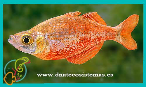 oferta-venta-melanotaenia-roja-xl-ccee-glossolepsis-incisus-herbertaxelrodi-lacustris-parva-boesemani-bleheri-praecox-tienda-peces-arcoiris-online-venta-peces-por-internet-tienda-mascotas-peces-rebajas-envio