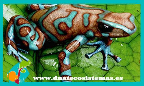 rana-flecha-azul-bronze-dendrobates-auratus-tienda-online-de-anfibios-y-reptiles-barato-oferta-promocion-dnatecosistemas
