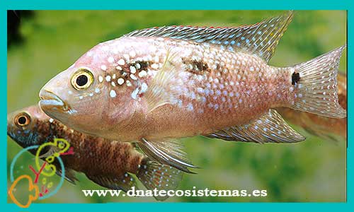 oferta-venta-cichlasoma-jack-dempsey-4-5cm-ccee-rocio-octofasciata-tienda-peces-baratos-online-venta-ciclidos-americanos-por-internet-tienda-mascotas-peces-cilcidos-rebjas-envio