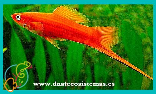 oferta-venta-xipho-rojo-macho-4-5cm-sel-xiphophorus-helleri-tienda-peces-tropicales-baratos-online-venta-peces-espadas-por-internet-tienda-mascotas-peces-rebajas-con-envio