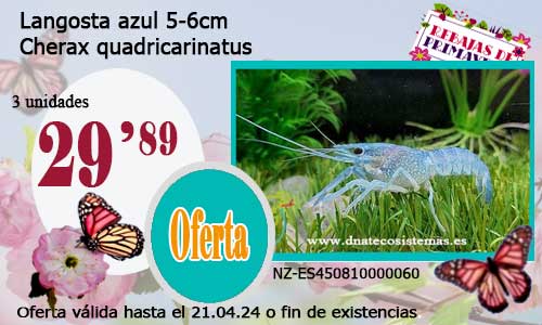 03-04-24-venta-langosta-azul-cherax-quadricarinatus-venta-de-cangrejos-online-venta-de-peces-online-tienda-de-animales-madrid