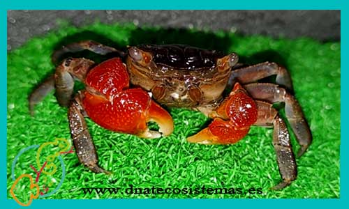 oferta-venta-cangrejo-terrestre-rojo-ccee-neosarmatium-meinerti-tienda-peces-tropicales-baratos-online-venta-cangrejos-por-internet-tienda-mascotas-peces-rebajas-