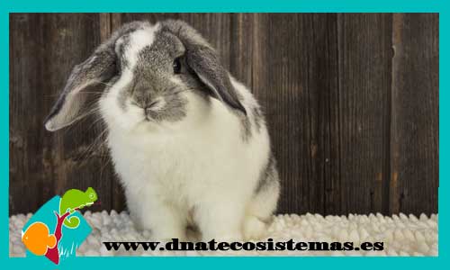 conejo-angora-blanco-gris-chip-tienda-online-mascotas-conejo-accesorios-zanahorias-arena-juguetes