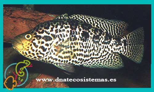oferta-venta-cichlasoma-jaguar-mas-4-6cm-sel-parachromis-managuensis-friedrichsthalii-dovi-tienda-peces-baratos-online-venta-ciclidos-americanos-por-internet-tienda-mascotas-peces-cilcidos-rebjas-envio