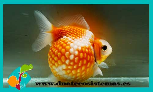 escama-de-perla-balon-calidad-aaa-ranchu-black-ranchu-negro-goldfish-calidad-aaa-tienda-de-koi-venta-de-goldfish-online
