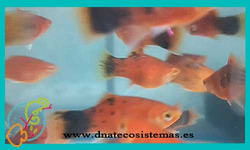 oferta-venta-platy-coral-rojo-oscuro-3-3.5cm-sel-xiphophorus-maculatus-tienda-de-viviparos-baratos-online-venta-peces-agua-dulce-economicos-por-internet-tienda-molly-en-rebajas-online