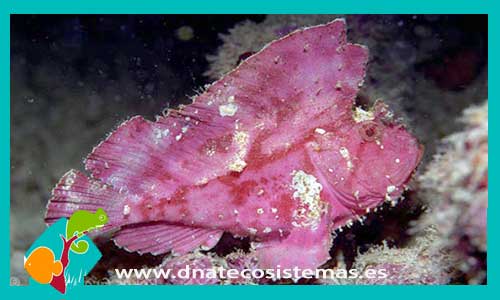 taenianotus-grande-sp-rosa-tienda-de-peces-online-peces-por-internet-mundo-marino-todo-marino-comida-congelada-skimer-filtro-bomba-acondicionador-test-fluorescente-pantalla