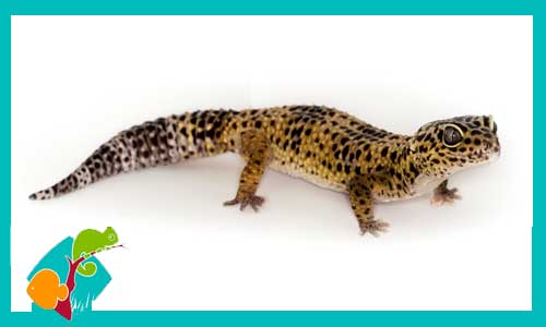 gecko-leopardo-7-eublepharis-macularius-adultos-dnatecosistemas-ventaonline-venta-de-repitiles-internet-reptiles-baratos-terrarios-urnas-lagarto-gecko-tienda-reptiles-barato