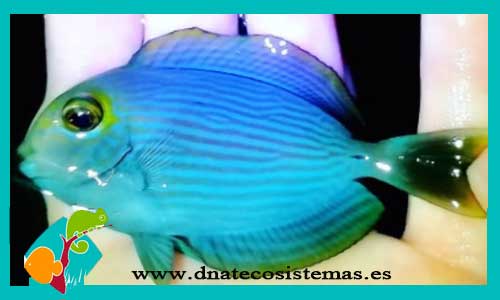 acanthurus-mata-peces-cirujanos-de-agua-salada-tienda-de-peces-online
