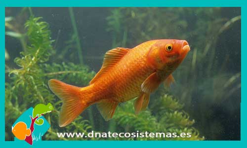 cometa-rojo-8-11-cm-tienda-online-peces-venta-de-peces-compra-de-peces-online-peces-baratos