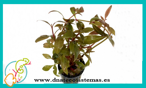 althernanthera-reineckii-mini-plantas-para-acuarios-de-agua-dulce