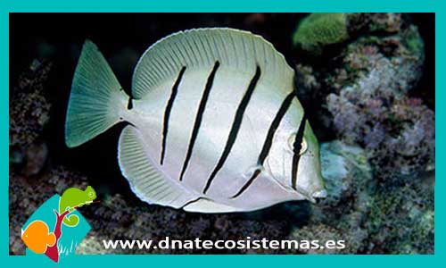 acanthurus-triostegus-4-6cm-tienda-de-peces-online-peces-por-internet-peces-barato