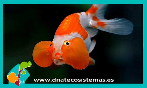 ojo-burbuja-pez-ojoburbuja-sarasa-venta-de-peces-online-tienda-de-peces-online
