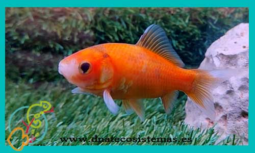 oferta-shubunkin-rojo-4-5cm-carassius-auratus-tienda-de-peces-baratos-online-venta-de-peces-de-agua-fria-venta-de-peces-online-tienda-peces-online-vendapeixeonline