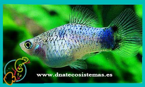 oferta-venta-platy-azul-mickey-mouse-macho-3.5-4cm-xiphophorus-maculatus-helleri-tienda-peces-tropicales-baratos-online-venta-platys-economicos-por-internet-tienda-mascotas-peces-rebajas-con-envio