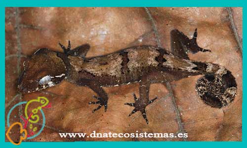oferta-venta-gecko-cyrtodactylus-elok--m-l-malaysia-venta-tienda-de-reptiles-online-venta-de-gecko-online-venta-de-gecko-baratos-dnatecosistemas