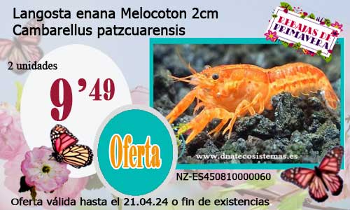 03-04-24-oferta-venta-langosta-enana-melocoton-2.5cm-tienda-de-invertebrados-baratos-online-venta-de-cangrejos-economicos-por-internet-tienda-de-peces-tropicales-en-rebajas-online