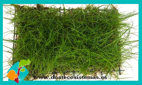 tapiz-lilaeopsis-nueva-zelanda-10x15cm-plantas-para-acuarios-de-agua-dulce-tapizante