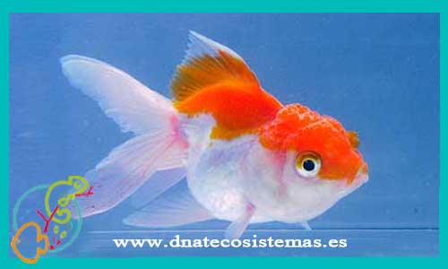 oferta-venta-oranda-rojo-y-blanco-5-6-cm-sel-tienda-online-peces-venta-de-peces-compra-de-peces-online-peces-baratos