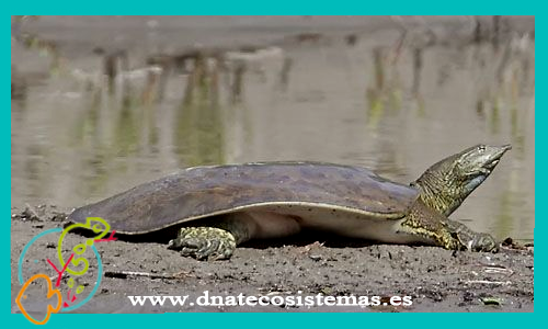tortuga-africana-de-caparazon-blando-cyclanorbissenegalensis-tortuga-caparazon-ccee-blando-china-pelodiscus-sinensis-tortuga-caparazon-blando-trionyx-apalone-ferox-venta-de-tortugas-online-tortugas-online-tortugas-de-agua-online-tortuga-tienda-peces-
