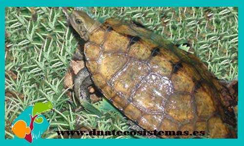 tortuga-mauremys-japonica-venta-de-tortuga-online-venta-de-tortuga-baratas-por-internet