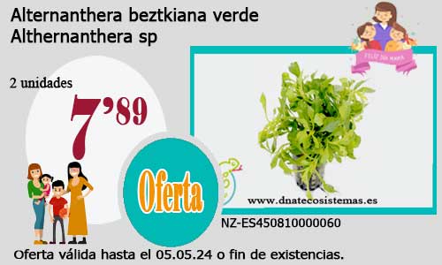 17-05-24-althernanthera-beztkiana-verde-dnatecosistemas-tienda-online-plantas-naturales-para-acuario-de-agua-dulce