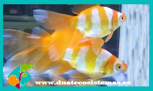 cometa-tigre-amarillo-y-blanco-4-5cm-tienda-online-peces-venta-de-peces-compra-de-peces-online-peces-baratos