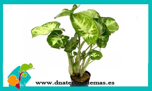 syngonium-albolineatus-plantas-para-acuarios-de-agua-dulce