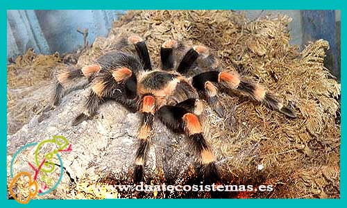 oferta-venta-tarantula-patas-rojas-2cm-brachypelma-smithi-tienda-tarantulas-baratas-online-tienda-grillos-venta-alimento-vivo-spider-tarantule