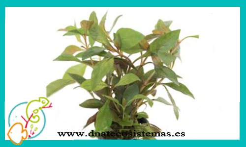 althernanthera-versicolor-dnatecosistemas-tienda-online-plantas-naturales-para-acuario-de-agua-dulce