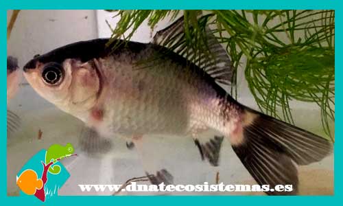 cometa-panda-4-5cm-tienda-online-peces-venta-de-peces-compra-de-peces-online-peces-baratos