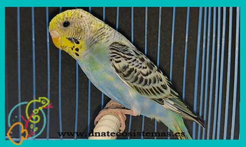 oferta-periquito-azul-cabeza-amarilla-hembra-melopsitacus-undulatus-tienda-de-animales-mascotas-pajaros-online-venta-de-pajaros-por-internet