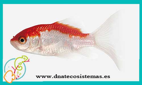 oferta-venta--cometa-sarasa-5-6cm-sel-tienda-online-peces-venta-de-peces-compra-de-peces-online-peces-baratos
