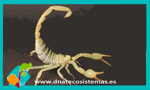 escorpion-de-las-dunas--smeringurus-mesaensis-tienda-de-peces-online-peces-por-internet-acuario-bomba-filtro-sustrato-planta-roca-arena-salabre-iman-termocalentador-comida-seca-viva-congelada