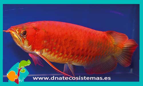 arowana-super-red-crimson-red-dnatecosistemas-tienda-de-peces-online-pez-dragon-