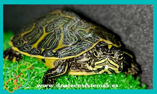 oferta-venta-tortuga-laberinto-sel-pseudemys-nelsoni-tienda-tortuga-patas-cabezas-rojas-online-venta-tortugas-calidad-baratas-por-internet-tienda-dnatecosistemas-reptiles-rebajas-bonitos-online