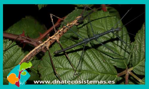 acanthomenexenus-polyacanthus-insecto-palo-espinoso-venta-de-insectos-online