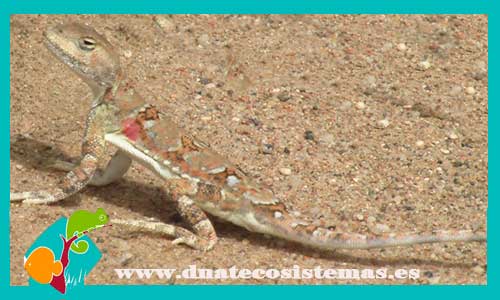 lagarto-cabeza-de-sapo-phrynocephalus-versicolor-tienda-de-reptiles-online-venta-de-largartos-por-inernet-dragon-arboricola-barato-dnatecosistemas